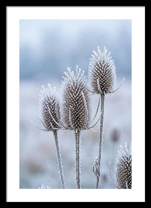 Teasel Heads Frosted With Ice Crystals