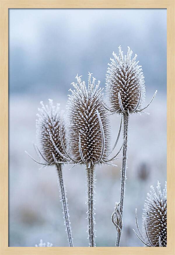 Teasel Heads Frosted With Ice Crystals