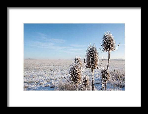 Teasel Seed Heads In Frost