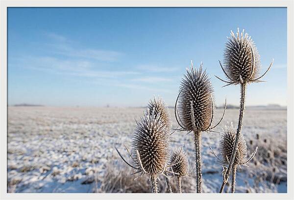 Teasel Seed Heads In Frost