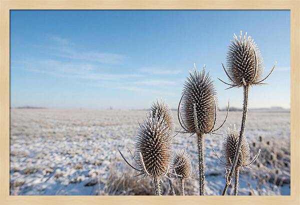 Teasel Seed Heads In Frost