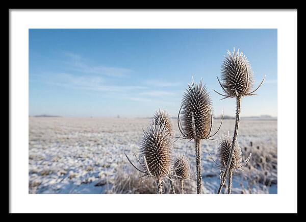 Teasel Seed Heads In Frost