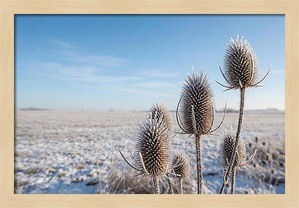 Teasel Seed Heads In Frost