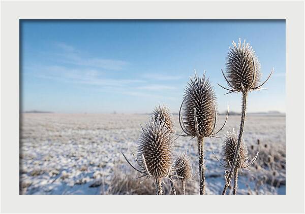 Teasel Seed Heads In Frost