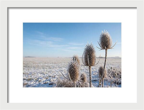 Teasel Seed Heads In Frost