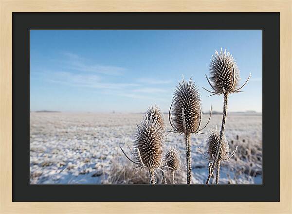 Teasel Seed Heads In Frost