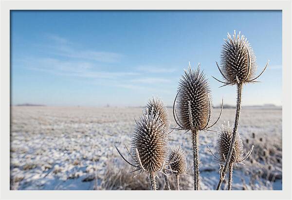 Teasel Seed Heads In Frost