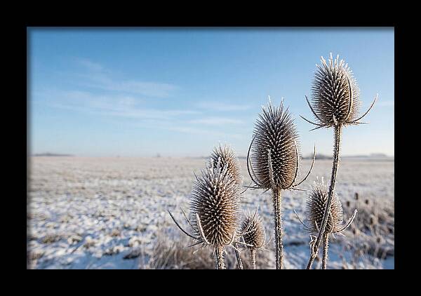 Teasel Seed Heads In Frost
