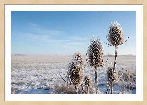 Teasel Seed Heads In Frost