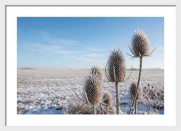 Teasel Seed Heads In Frost