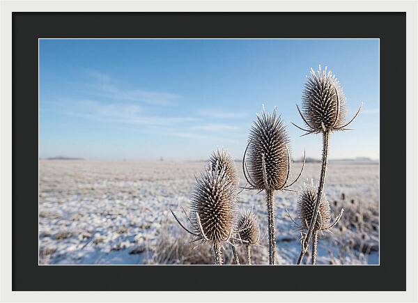 Teasel Seed Heads In Frost
