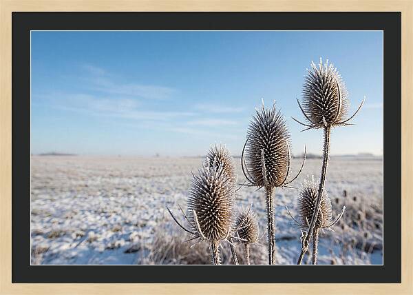 Teasel Seed Heads In Frost