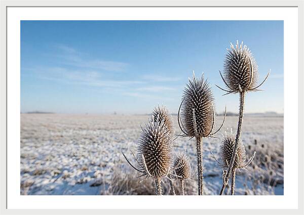 Teasel Seed Heads In Frost