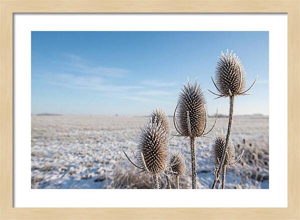 Teasel Seed Heads In Frost
