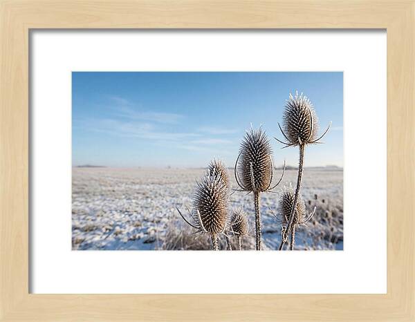Teasel Seed Heads In Frost