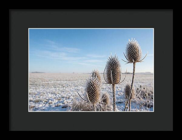 Teasel Seed Heads In Frost