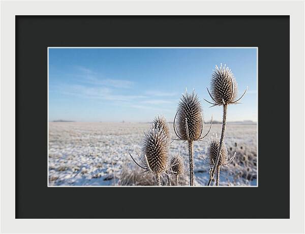 Teasel Seed Heads In Frost