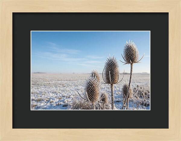 Teasel Seed Heads In Frost