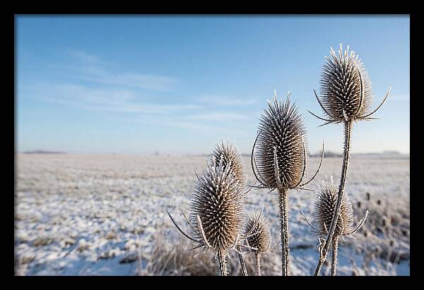 Teasel Seed Heads In Frost