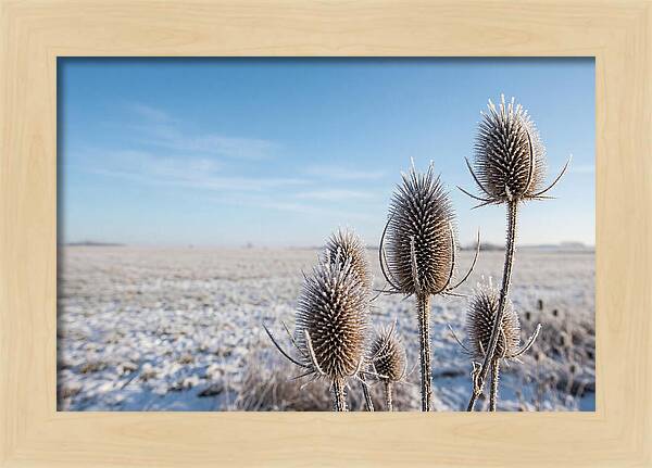 Teasel Seed Heads In Frost