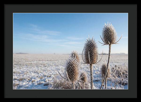 Teasel Seed Heads In Frost