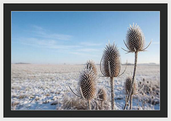Teasel Seed Heads In Frost