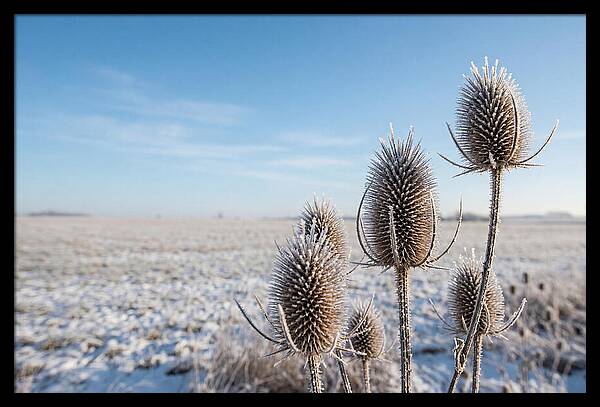 Teasel Seed Heads In Frost