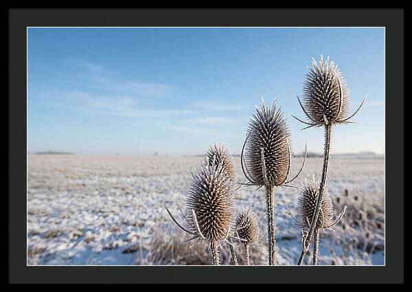 Teasel Seed Heads In Frost