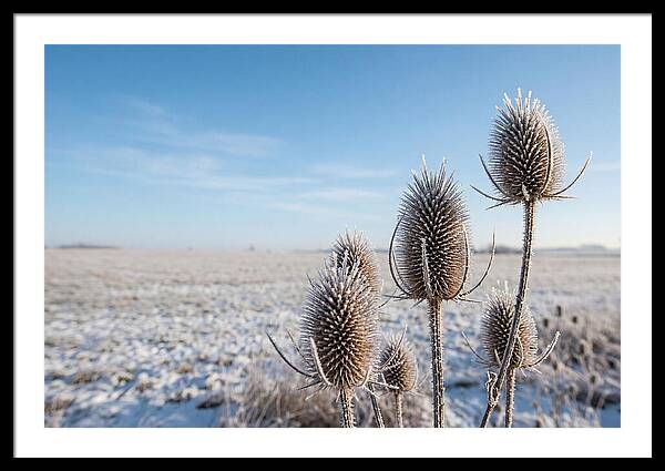 Teasel Seed Heads In Frost