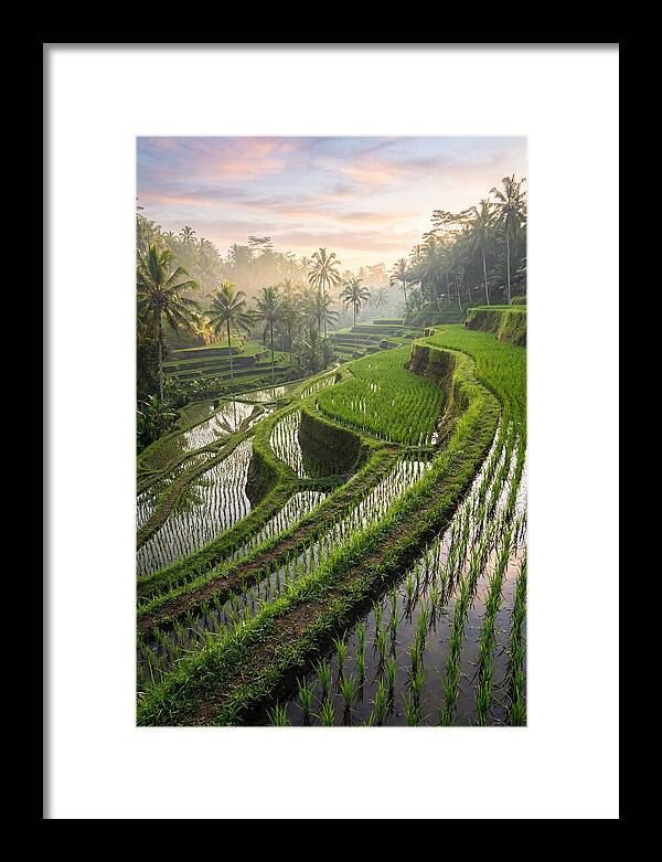 Tegalalang Rice Terraces At Dawn