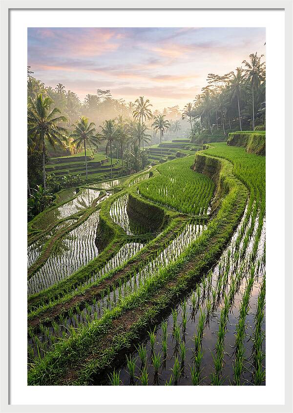 Tegalalang Rice Terraces At Dawn