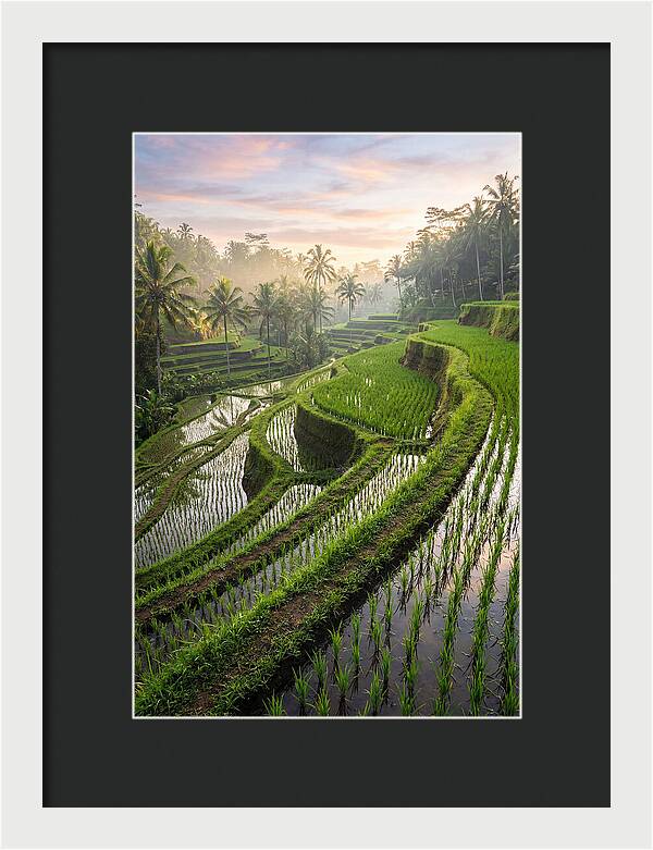 Tegalalang Rice Terraces At Dawn