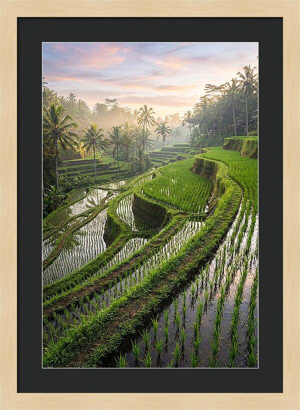Tegalalang Rice Terraces At Dawn