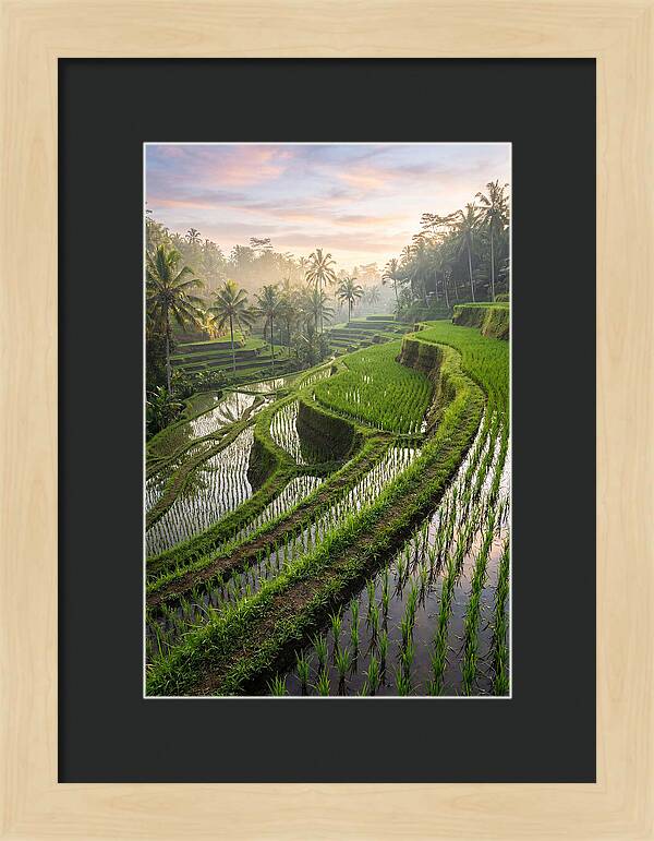 Tegalalang Rice Terraces At Dawn
