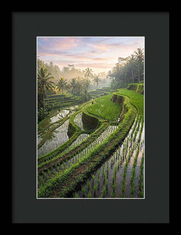 Tegalalang Rice Terraces At Dawn