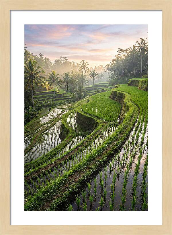 Tegalalang Rice Terraces At Dawn