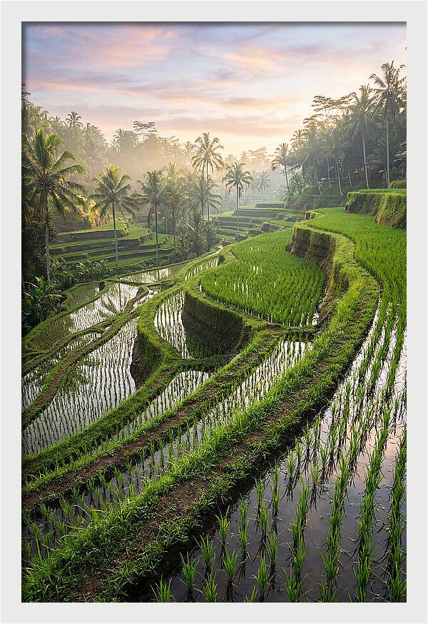 Tegalalang Rice Terraces At Dawn