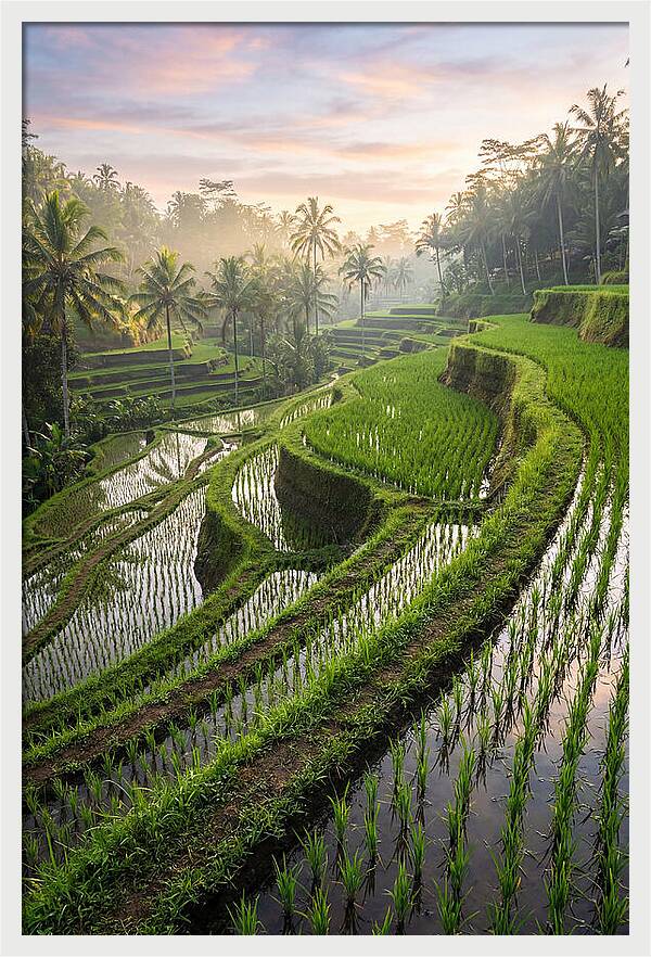 Tegalalang Rice Terraces At Dawn