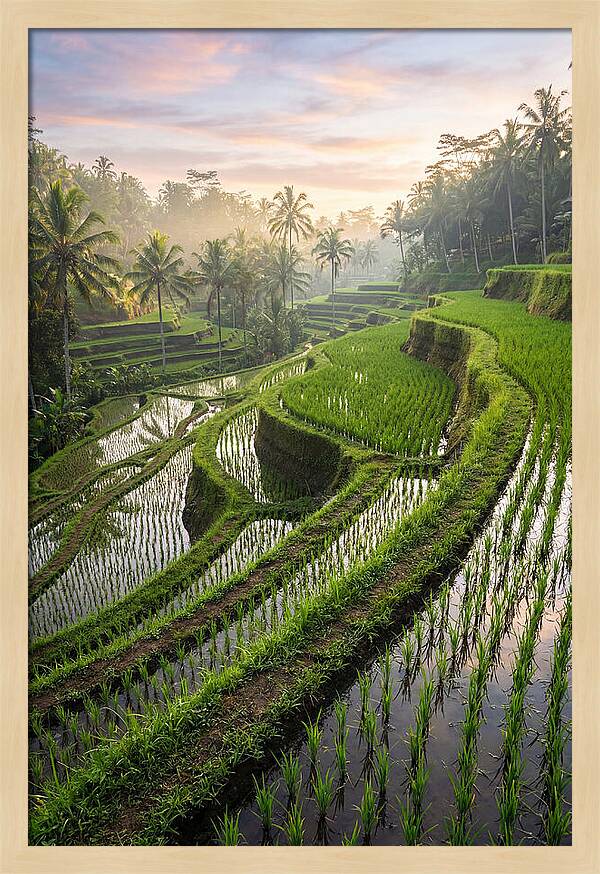 Tegalalang Rice Terraces At Dawn