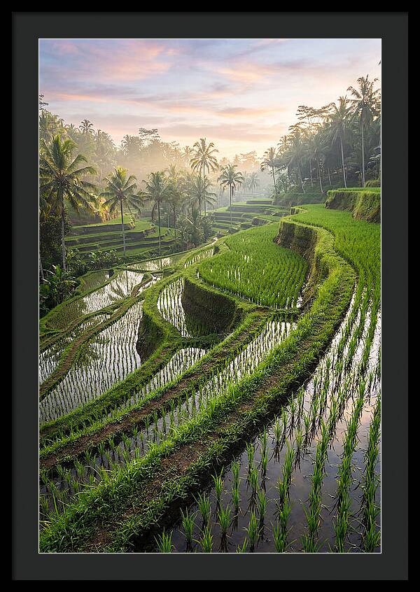 Tegalalang Rice Terraces At Dawn