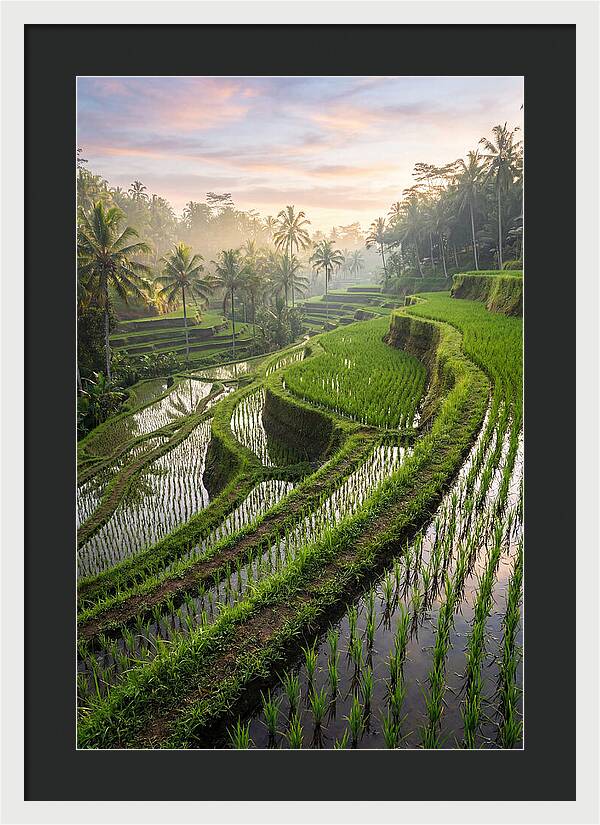Tegalalang Rice Terraces At Dawn