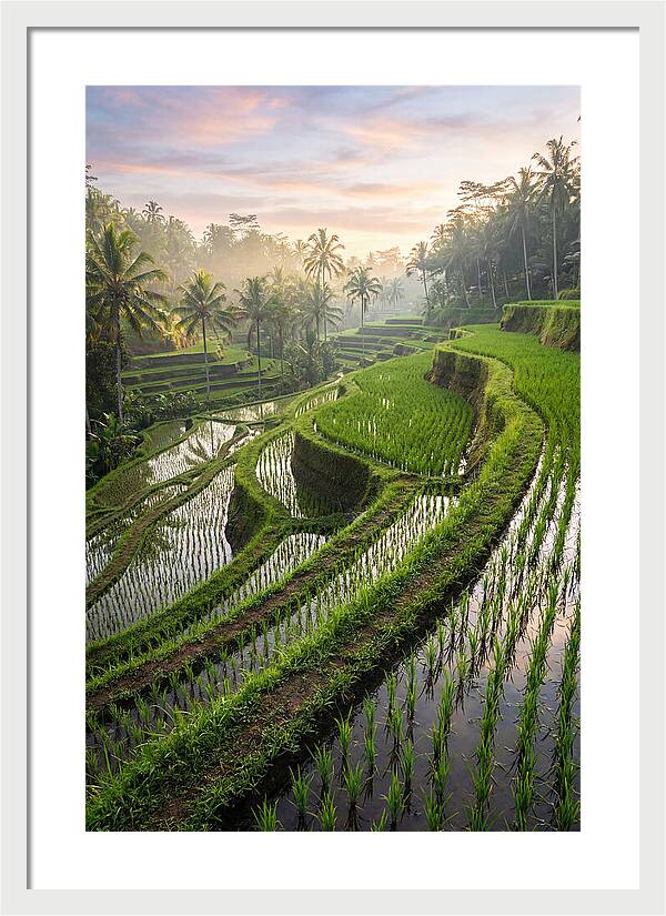 Tegalalang Rice Terraces At Dawn