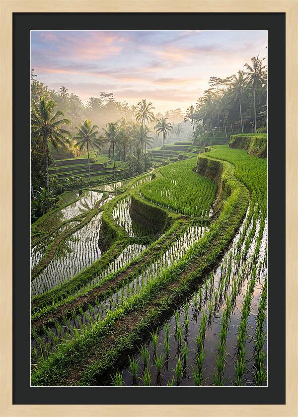Tegalalang Rice Terraces At Dawn