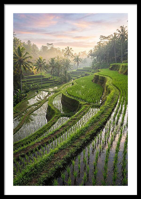 Tegalalang Rice Terraces At Dawn
