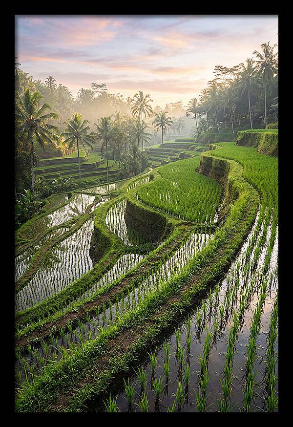 Tegalalang Rice Terraces At Dawn