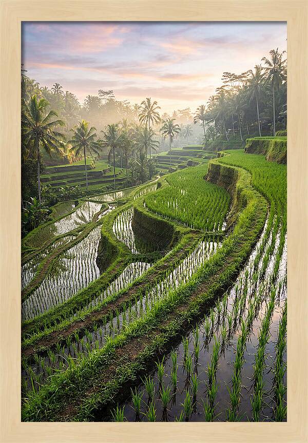 Tegalalang Rice Terraces At Dawn