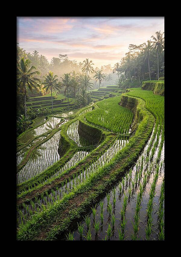 Tegalalang Rice Terraces At Dawn