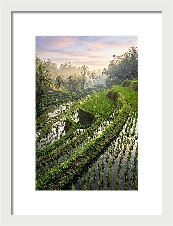 Tegalalang Rice Terraces At Dawn