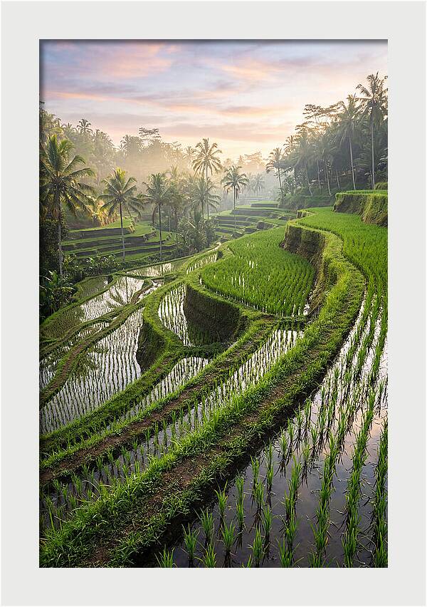 Tegalalang Rice Terraces At Dawn