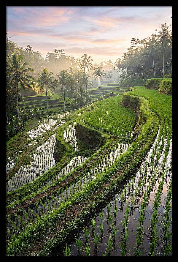 Tegalalang Rice Terraces At Dawn